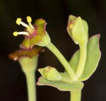 Florida pineland spurge